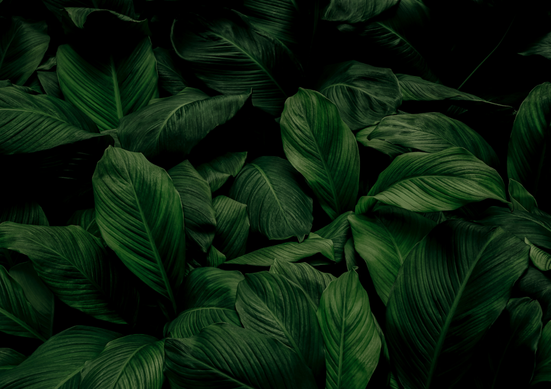 Untitled_design_6_0b55d50e-ee11-4a64-8d36-3a38f33bf212.png